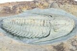 Lower Cambrian Trilobite (Termierella) - Issafen, Morocco #381246-2